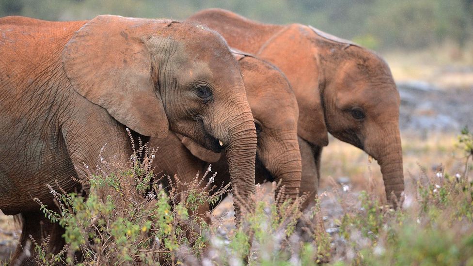 Elephants in Nairobi National Park (Credit: Simon Maina/AFP/Getty Images)