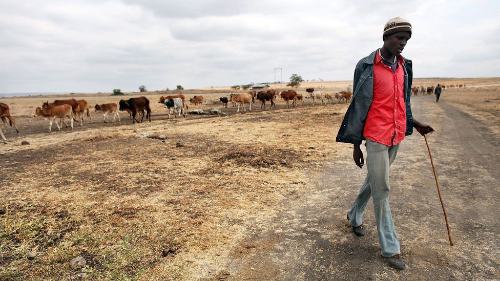 A Maasai tribesman walks with his cattle in search of grassland to graze on (Credit: Spencer Platt/Getty)