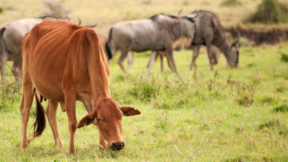 Cows and wildlife, living together (Credit: Ada Kulesza) Cows and wildlife, living together (Credit: Ada Kulesza)