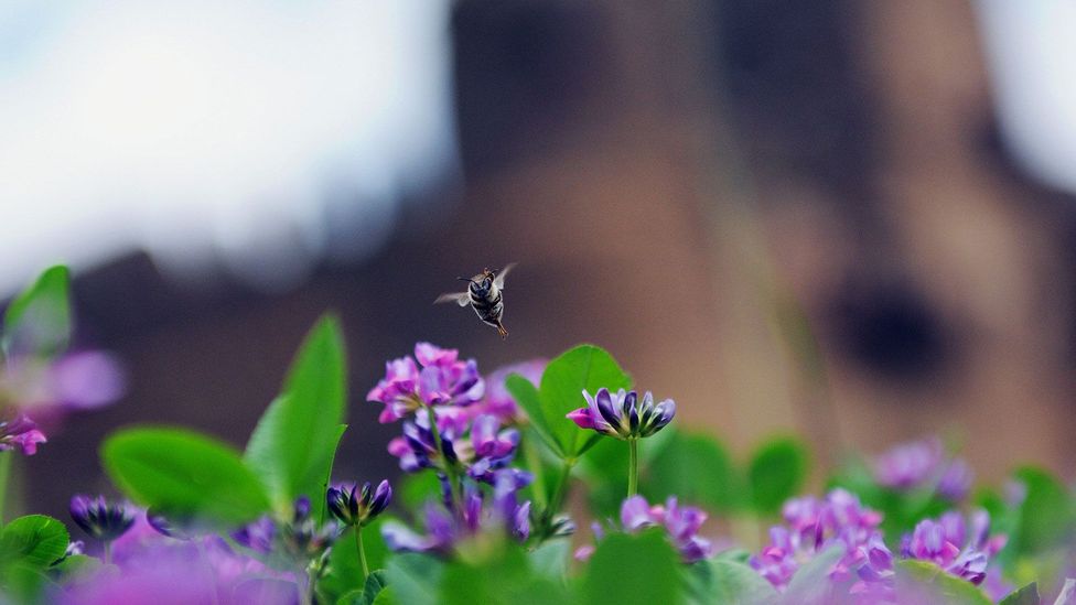 A bee pollinating park flowers (Credit: Roberto Schmidt/Getty)
