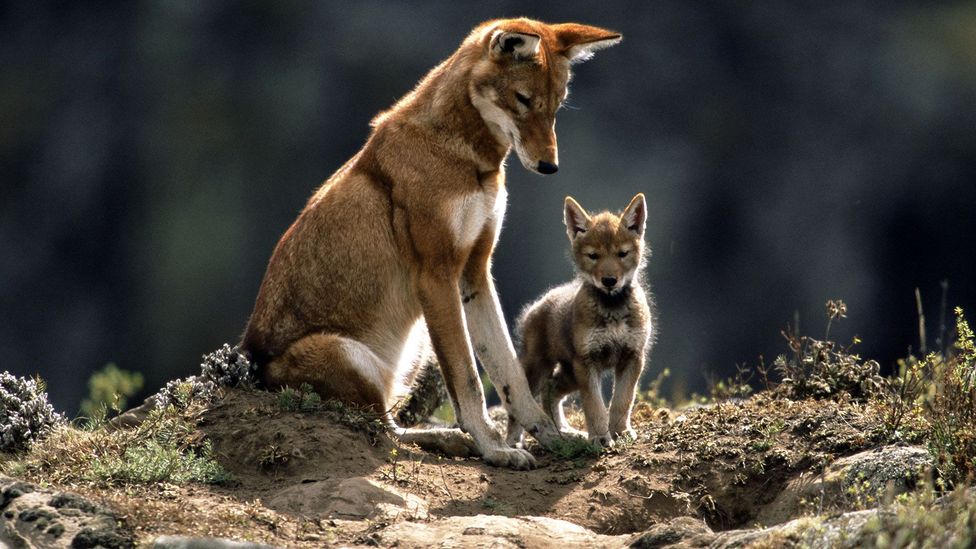 Ethiopian wolves (Credit: Anup Shah)