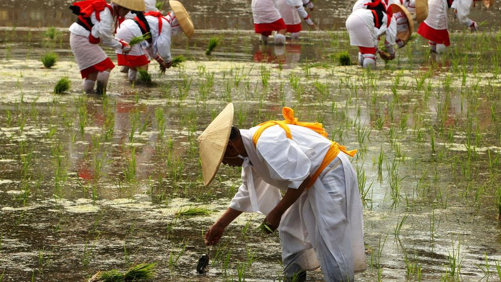 A rice planting ritual in Osaka (Credit: Buddhika Weerasinghe/Getty)