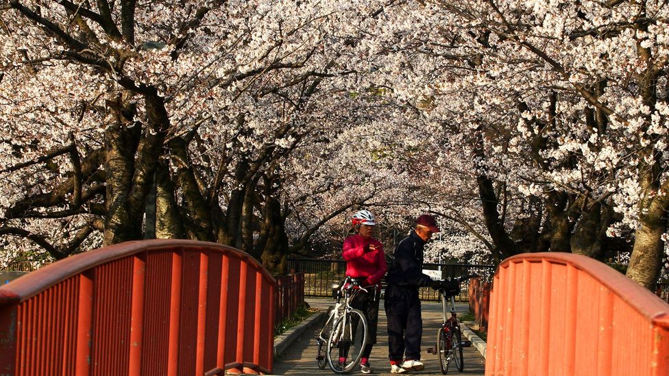 Osaka's cherry blossoms in full bloom (Credit: Buddhika Weerasinghe/Getty)