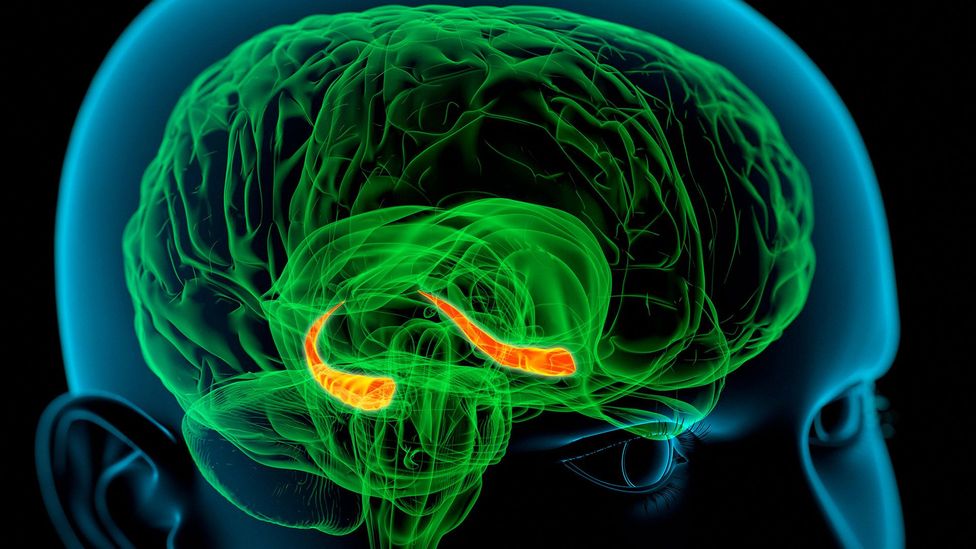 The hippocampi, seen here in red, are crucial for memory processing (Credit: Science Photo Library) The hippocampi, seen here in red, are crucial for memory processing (Credit: Science Photo Library)