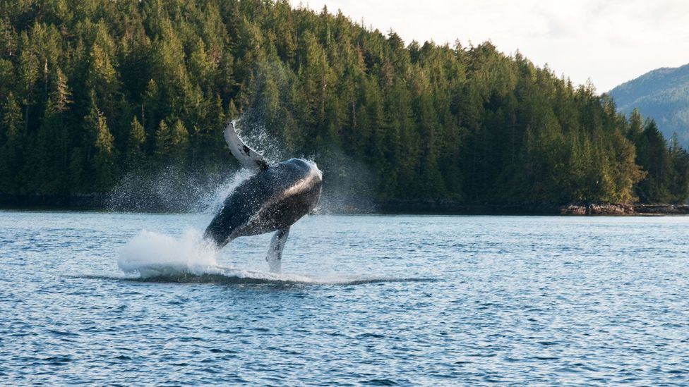 Great Bear Rainforest Great Bear Rainforest