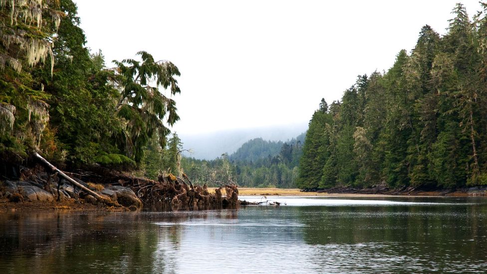 Great Bear Rainforest, Koeye River, Bella Bella Great Bear Rainforest, Koeye River, Bella Bella