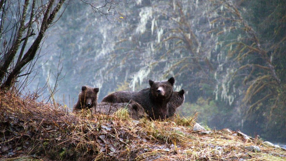 Great Bear Rainforest, Spirit Bear, Kermode Great Bear Rainforest, Spirit Bear, Kermode