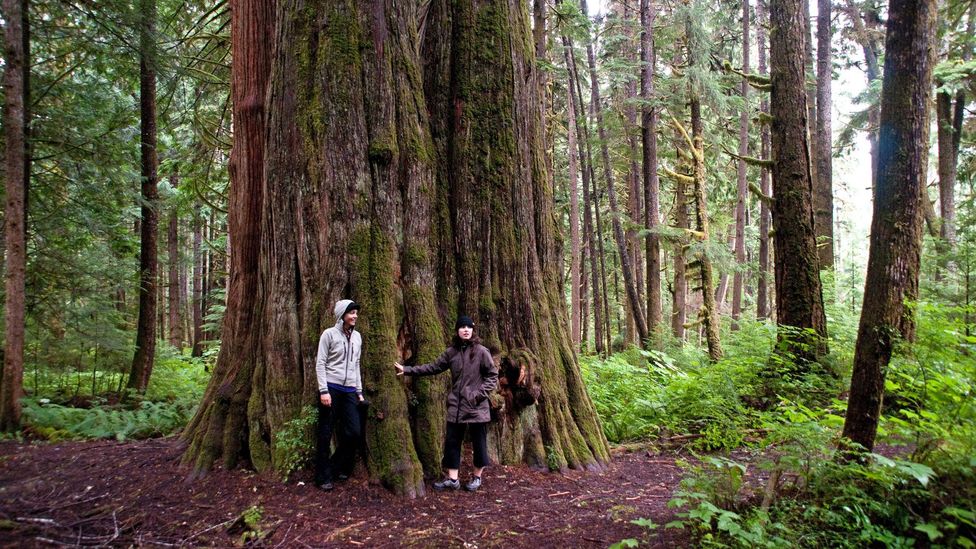 Great Bear Rainforest, Larso Bay, Bella Coola Great Bear Rainforest, Larso Bay, Bella Coola