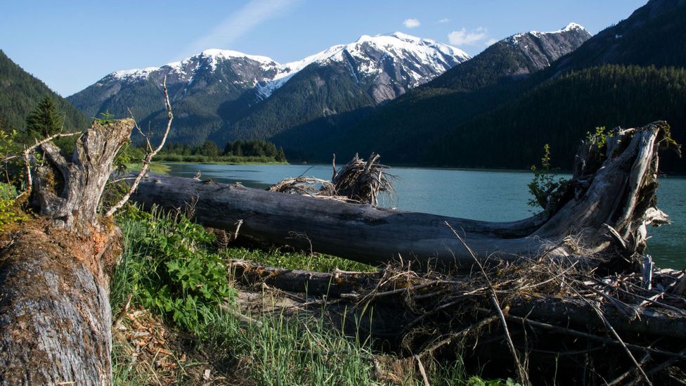 Great Bear Rainforest, Kitlope Heritage Conservancy Great Bear Rainforest, Kitlope Heritage Conservancy