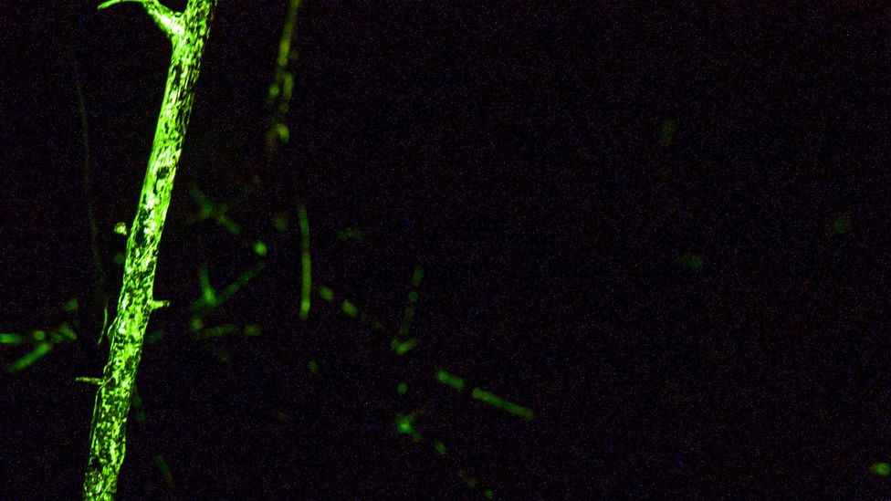 The bioluminescent fungus (Credit: Sriharsha Ganjam & Ashwini Kumar Bhat - Landscape Wizards) The bioluminescent fungus (Credit: Sriharsha Ganjam & Ashwini Kumar Bhat - Landscape Wizards)