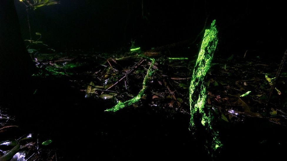 The jungle aglow (Credit: Sriharsha Ganjam & Ashwini Kumar Bhat - Landscape Wizards) The jungle aglow (Credit: Sriharsha Ganjam & Ashwini Kumar Bhat - Landscape Wizards)