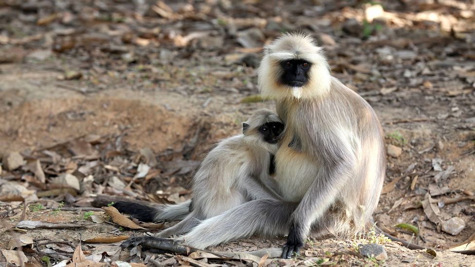 An adult and baby langur cuddle during a quiet morning (Credit: Charukesi Ramadurai)