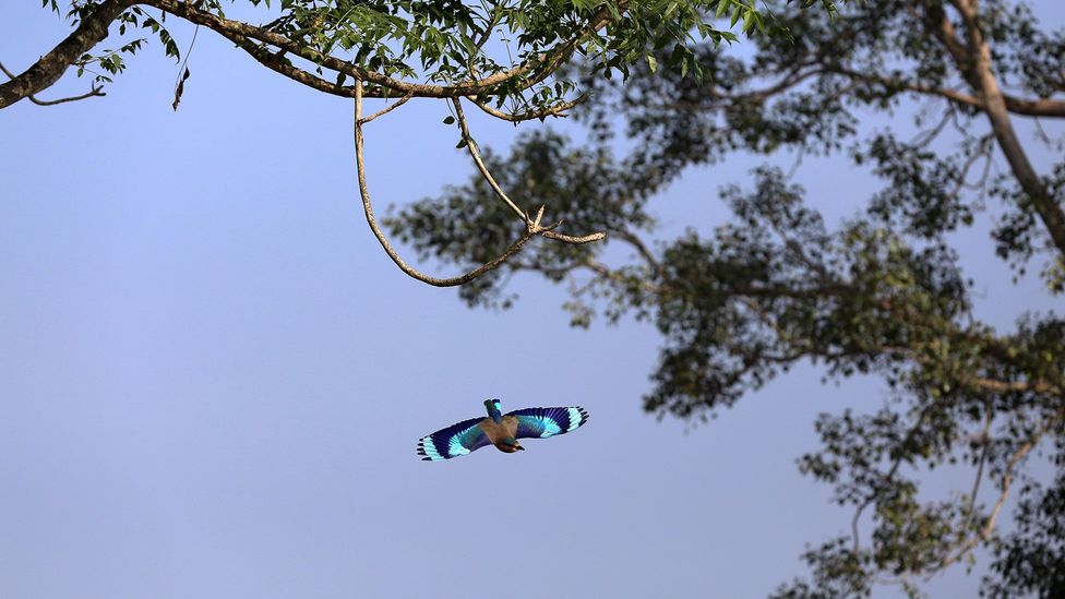 An Indian roller in flight (Credit: Charukesi Ramadurai)