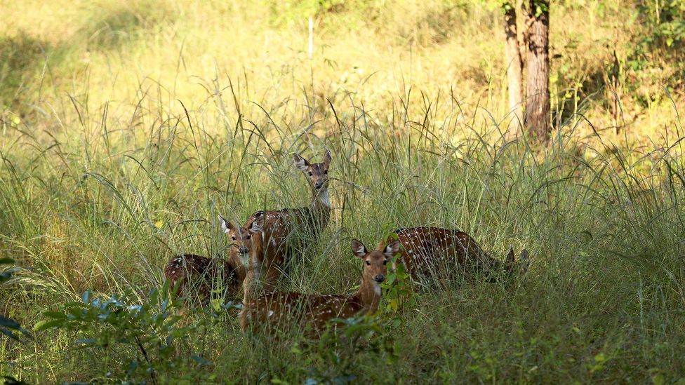 A herd of chital watches for danger (Credit: Charukesi Ramadurai)