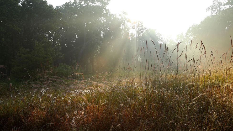 The early morning sunlight on the meadows (Credit: Charukesi Ramadurai)