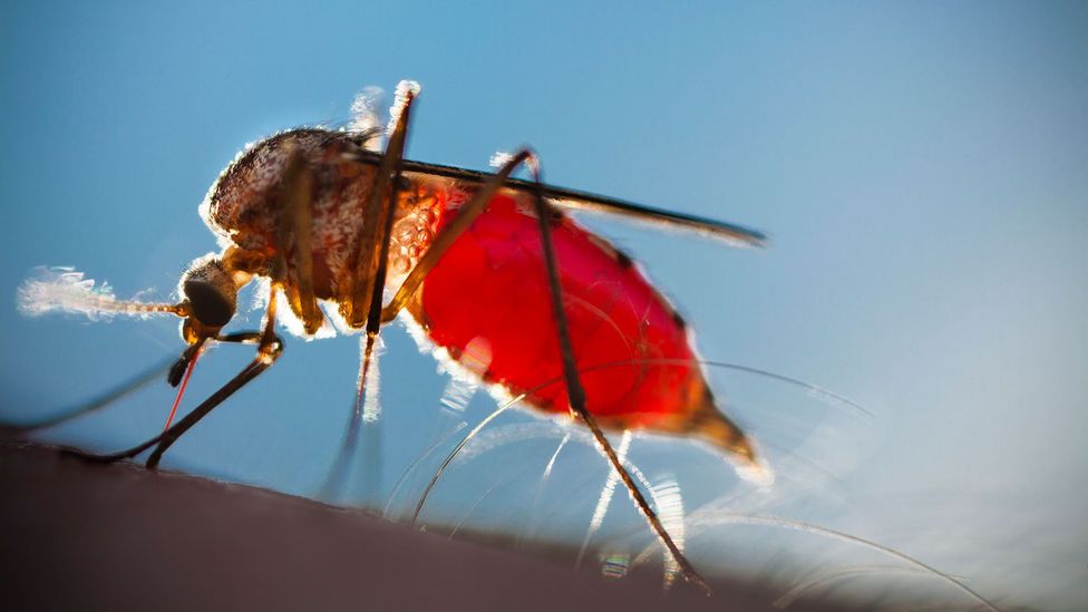 The smellier your foot, the more attractive it appears to certain breeds of mosquito (Credit: Getty Images) The smellier your foot, the more attractive it appears to certain breeds of mosquito (Credit: Getty Images)