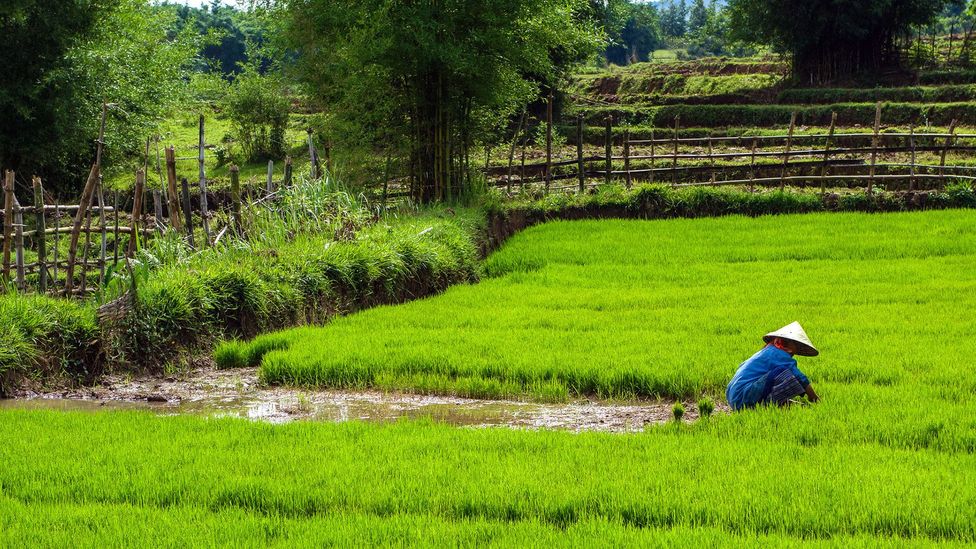 The adjoining rice fields (Credit: Jarryd Salem) The adjoining rice fields (Credit: Jarryd Salem)