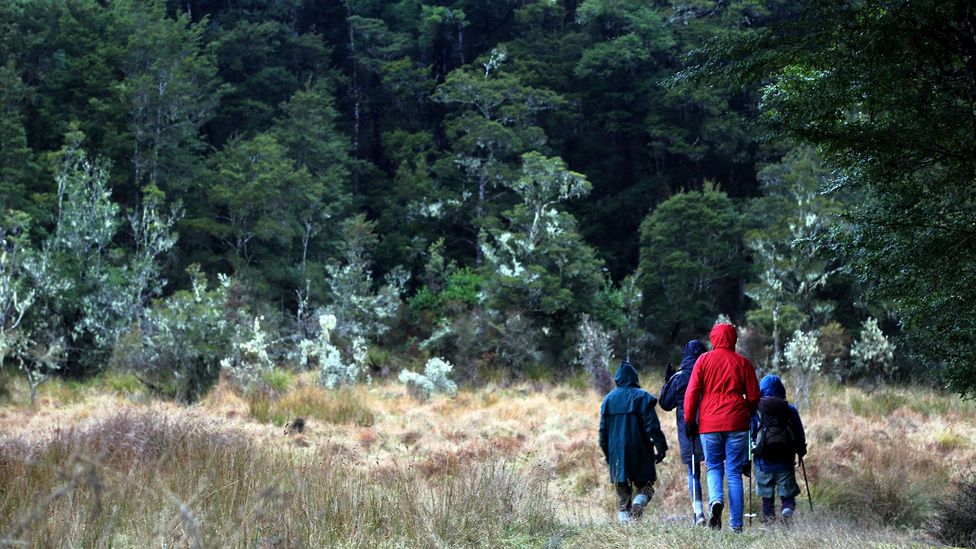 Walkers pass through cathedrals of native bush (Credit: Naomi Arnold) Walkers pass through cathedrals of native bush (Credit: Naomi Arnold)