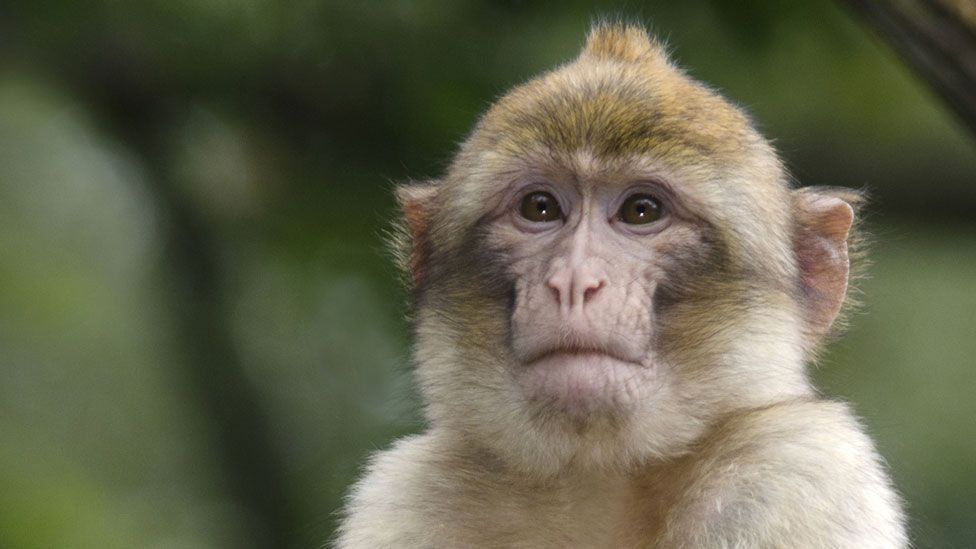 How your attention span compares with a monkey’s - BBC Future