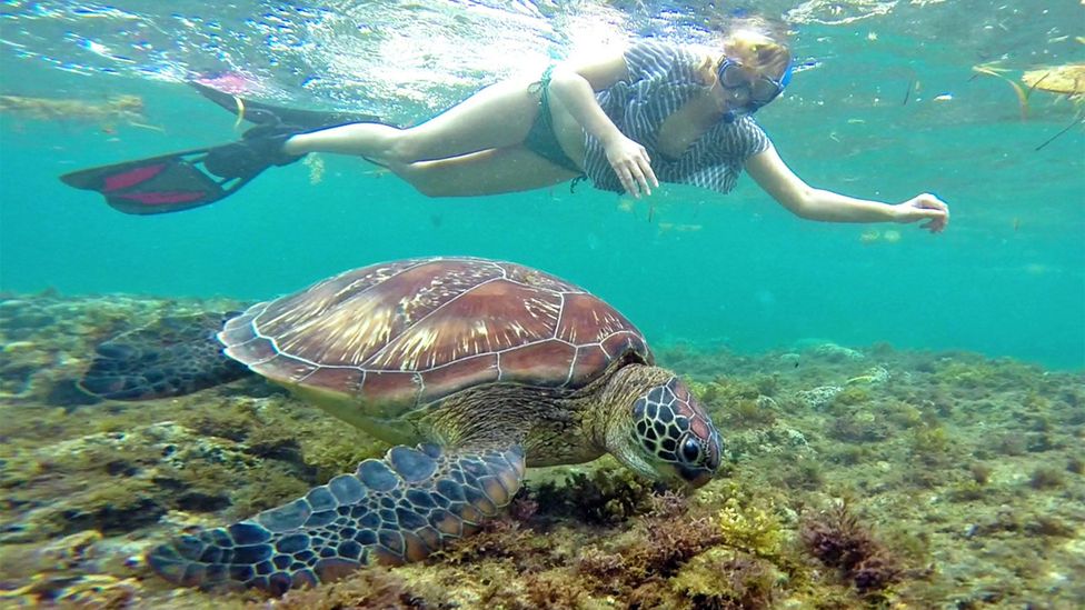 Making friends with turtles in the Philippines (Credit: Sabrina Iovino)