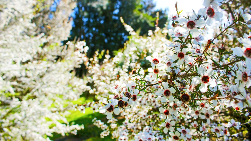 Bees pollinating the flowers of New Zealand's native manuka bush. (Credit: Comvita NZ Ltd) Bees pollinating the flowers of New Zealand's native manuka bush. (Credit: Comvita NZ Ltd)