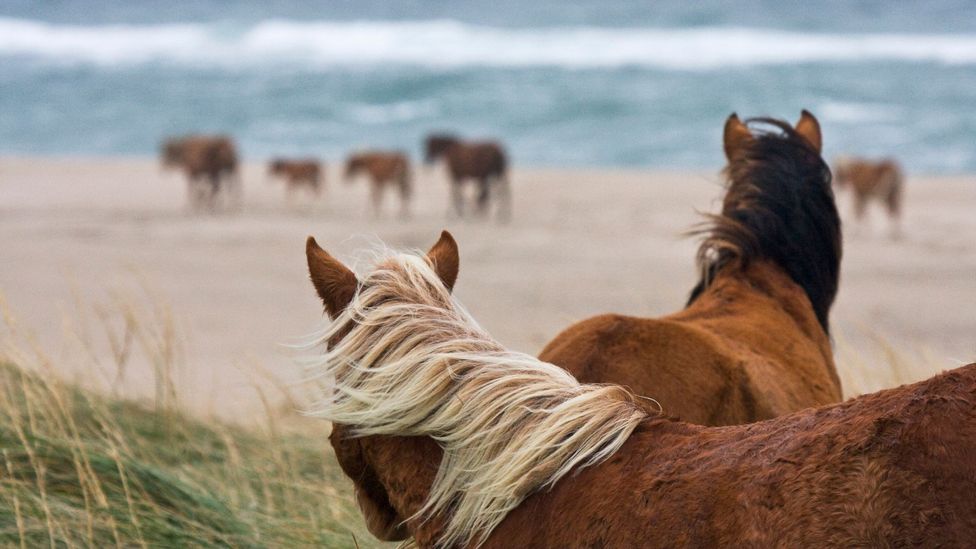 Sable’s greatest emblem is the wild horse (Credit: Lidgard Photography/Getty)