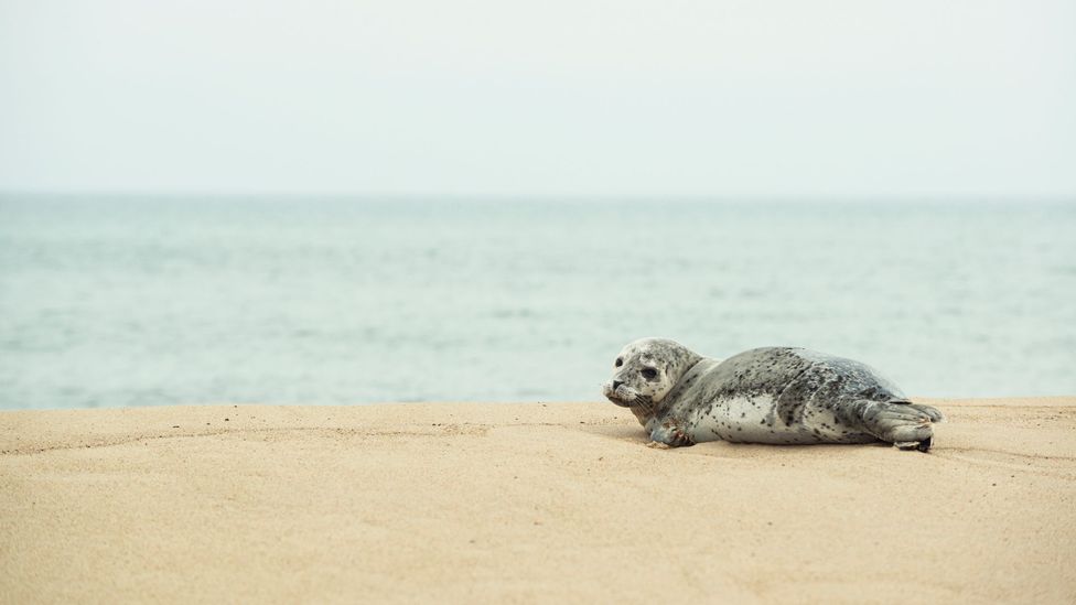 A small grey seal lounges on a Sable Island beach (Credit: Julie Marshall)
