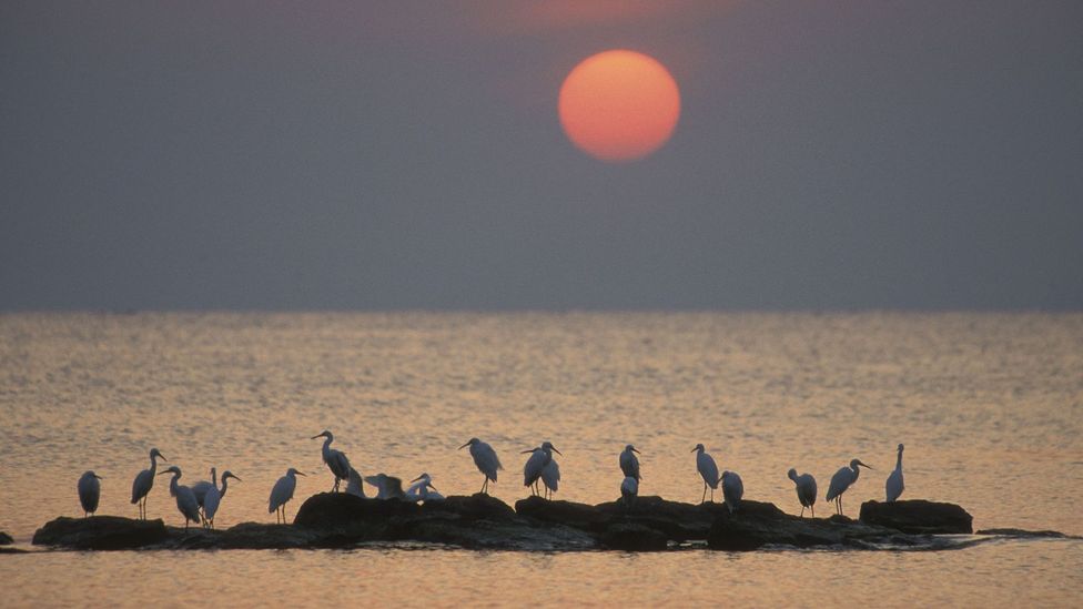 Egrets gather on Lake Victoria at dusk (Credit: Gunter Ziesler/Getty)