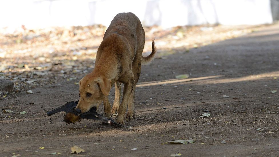 puppy has rabies