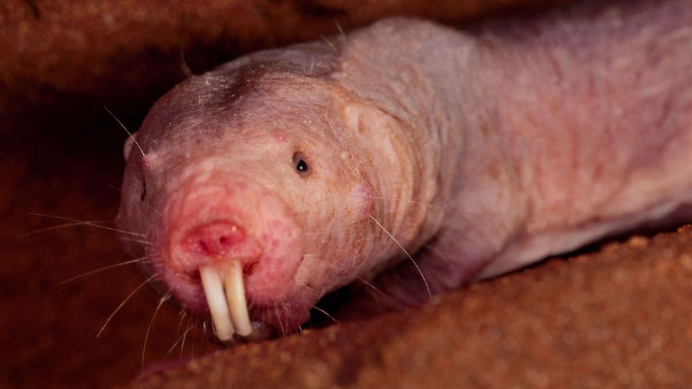 It's not pretty, but the naked mole rat's wrinkly and elastic skin may, ironically, hold the secret to its longevity (Credit: Alamy)