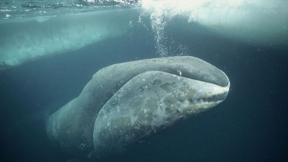 Given their size, bowhead whales should all develop cancer before they reach adulthood - yet they can live for two centuries  (Credit: Alamy)