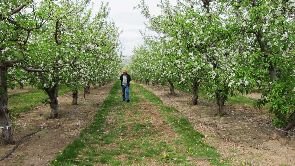 Strolling through Wenatchee, the "apple capital of the world." (Credit: Colleen Taugher/Flickr/CC BY 2.0) Strolling through Wenatchee, the "apple capital of the world." (Credit: Colleen Taugher/Flickr/CC BY 2.0)