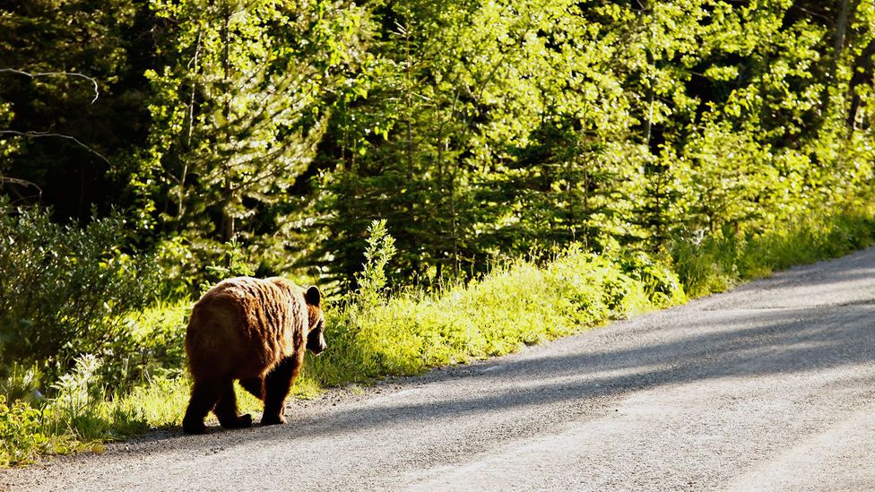 A lone bear walks along a park road (Credit: Lauzla/iStock)