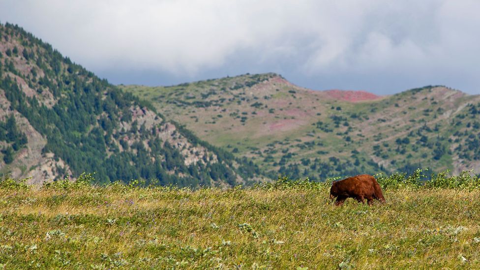 Waterton is home to many black bears and grizzlies (Credit: abishome/iStock)