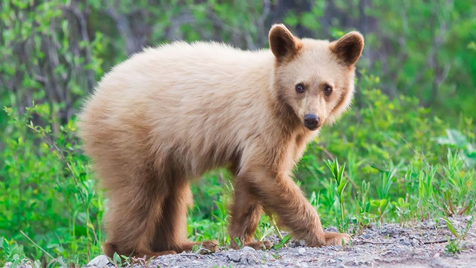 A baby bear crosses the road (Credit: Richard Seeley/iStock)