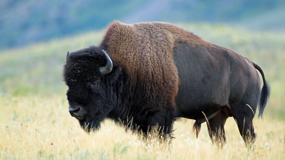 A plains bison in Waterton (Credit: Brian Lasenby/iStock)