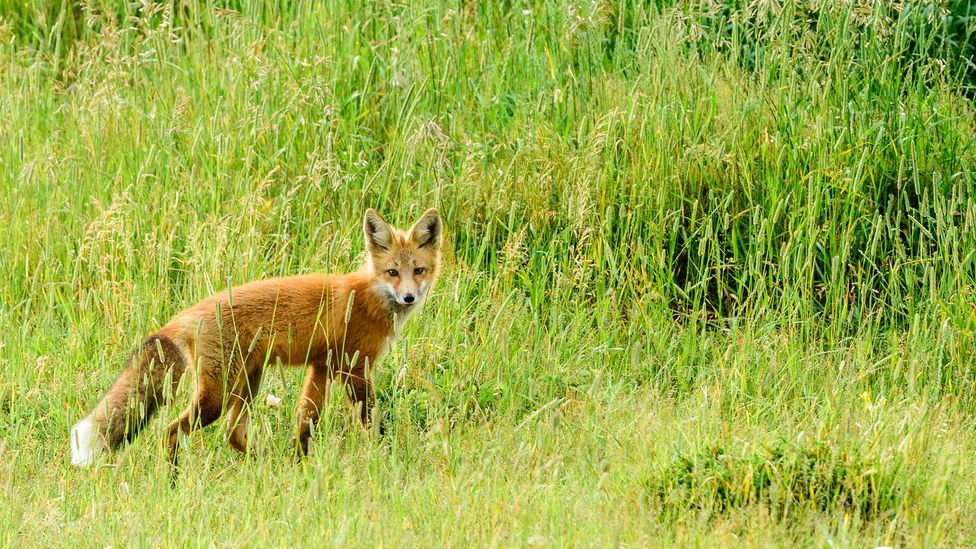 A Red Fox lurks in the Waterton plains (Credit: John W Nixon/iStock)