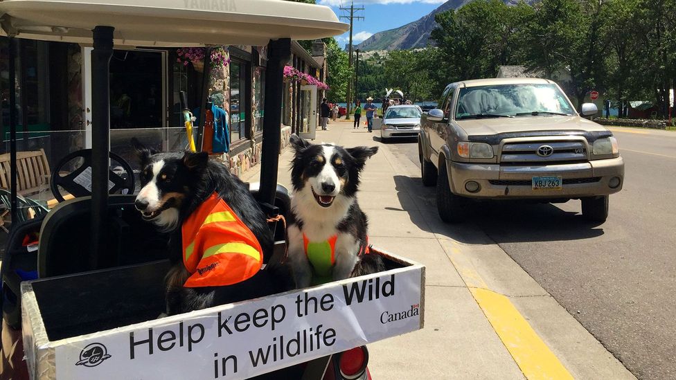 Border collies chase deer out of town to keep the population down (Credit: Carol Patterson) Border collies chase deer out of town to keep the population down (Credit: Carol Patterson)