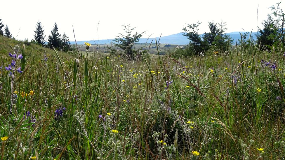 Waterton's wildflowers flourish by the thousands (Credit: Carol Patterson) Waterton's wildflowers flourish by the thousands (Credit: Carol Patterson)