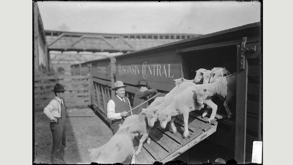 At the turn of the 20th Century, the Union Stockyards were the cornerstone of the city’s economy, employing more than 25,000 people (Credit: Chicago History Museum/Getty Images) At the turn of the 20th Century, the Union Stockyards were the cornerstone of the city’s economy, employing more than 25,000 people (Credit: Chicago History Museum/Getty Images)