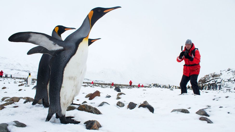 Andrew Evans confronts king penguins in South Georgia (Credit: Andrew Evans)