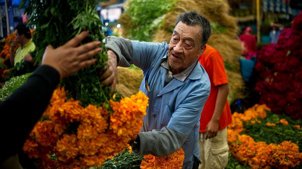 Bright orange marigolds are the flowers of Day of the Dead (Credit: Ronaldo Schemidt/Getty) Bright orange marigolds are the flowers of Day of the Dead (Credit: Ronaldo Schemidt/Getty)