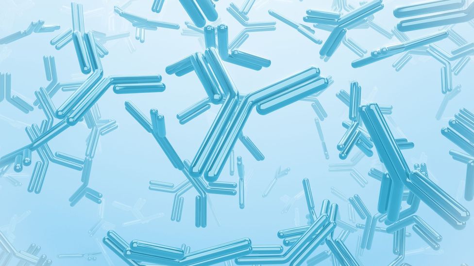 Older people's immune systems produce less antibodies - and that can be a good thing (Credit: Science Photo Library) Older people's immune systems produce less antibodies - and that can be a good thing (Credit: Science Photo Library)