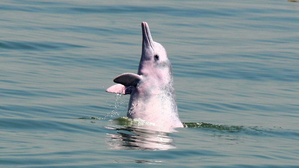 An endangered Chinese white dolphin greets onlookers (Credit: Ken Fung)
