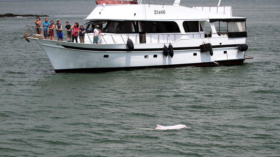 The Hong Kong Dolphin Watch is the only sustainable tour company for dolphin sightings (Credit: Hong Kong Dolphin Watch)