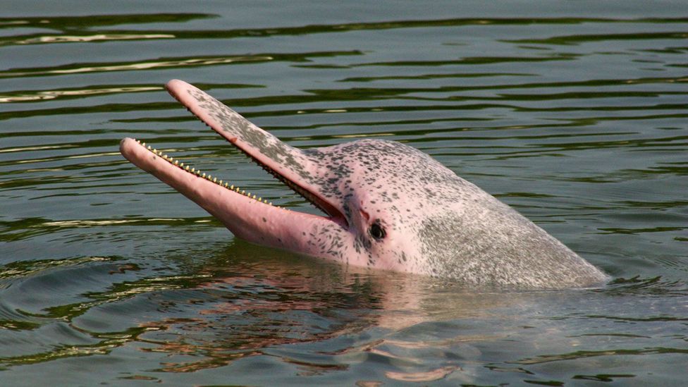 The Chinese white dolphin is nicknamed the pink dolphin for its rosy hue (Credit: Chem7/Flickr/CC-BY-2.0)