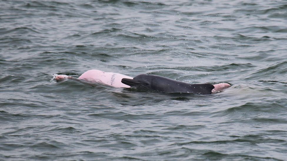 At birth, Chinese white dolphins are black (Credit: Ken Fung)