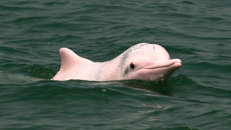 As the dolphins mature, their skin colour fades from grey, to pink to white (Credit: Ken Fung)