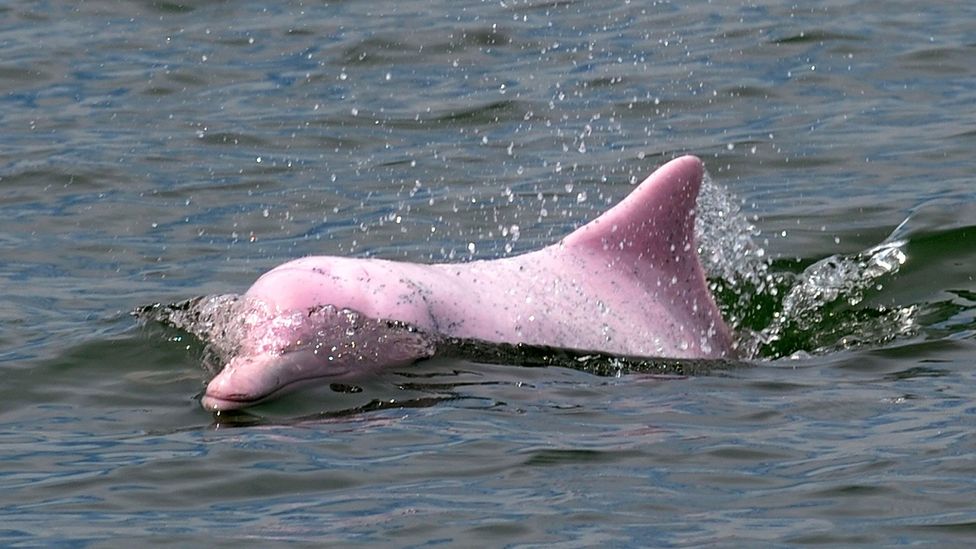 The pink dolphins suffer from pollution and urban development (Credit: AFP/Getty) The pink dolphins suffer from pollution and urban development (Credit: AFP/Getty)