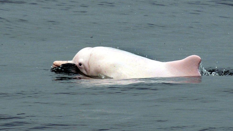 The Chinese white dolphin population is dwindling fast (Credit: Laurent Fievet)